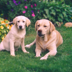 Labrador Retriever 