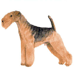 Lakeland Terrier 