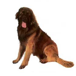 Leonberger