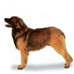 Leonberger