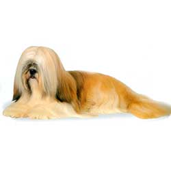 Lhasa Apso lie