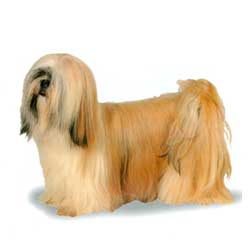 Lhasa Apso stand