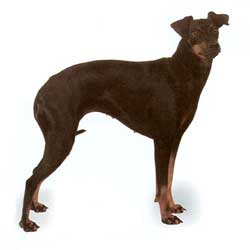 Manchester Terrier 