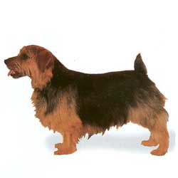 Norfolk Terrier 