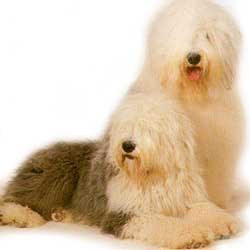 Old English Sheepdog lie