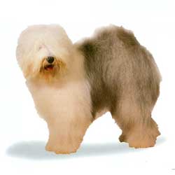 Old English Sheepdog stand