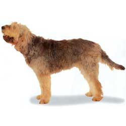 Otterhound 