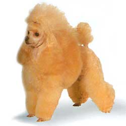 Poodle red