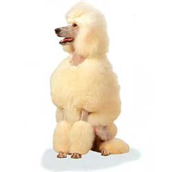 Poodle sit