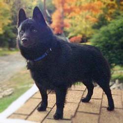 Schipperke