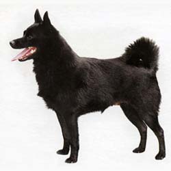 Schipperke