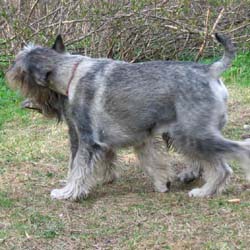 Schnauzer 