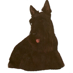 ScottishTerrier-front