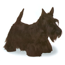 Scottish Terrier stand