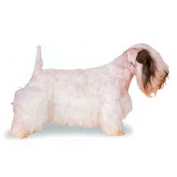 Sealyham Terrier 