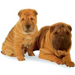 Shar Pei lie