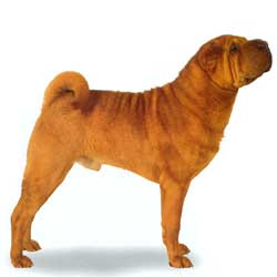 Shar Pei stand