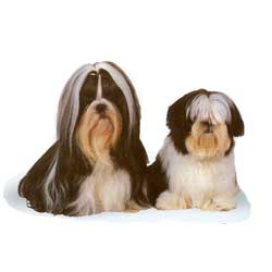 Shih Tzu front