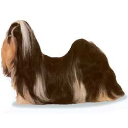 Shih Tzu stand