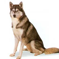 Siberian Husky sit