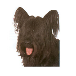 Skye Terrier