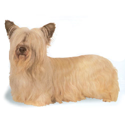 Skye Terrier