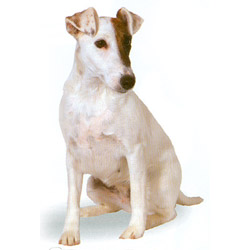 Smooth Fox Terrier sit