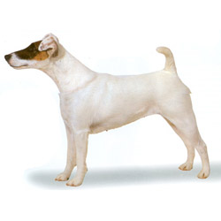 Smooth Fox Terrier stand