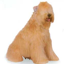 Soft-Coated Wheaten Terrier