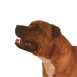 Staffordshire Bull Terrier 