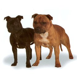 Staffordshire Bull Terrier 