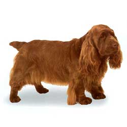 Sussex Spaniel