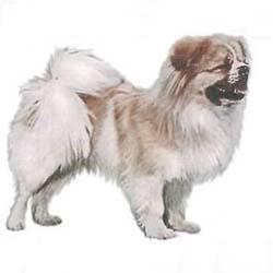 Tibetan Spaniel 