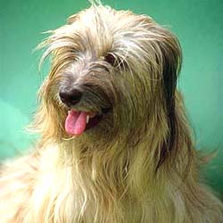 Tibetan Terrier 