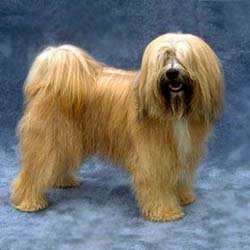 Tibetan Terrier 