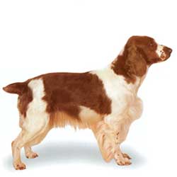 Welsh Springer Spaniel 