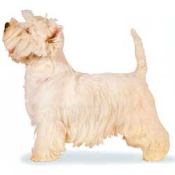 West Highland White Terrier