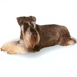 Zwergschnauzer