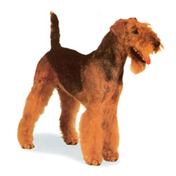 Airedale Terrier 