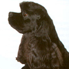 American Cocker Spaniel 