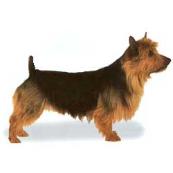 Australian Terrier 