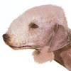 Bedlington Terrier 