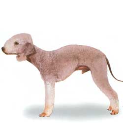 Bedlington Terrier 