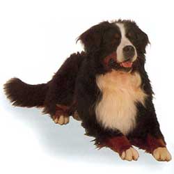 Bernese Mountain Dog 