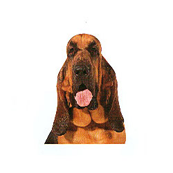 Bloodhound