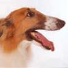 Borzoi