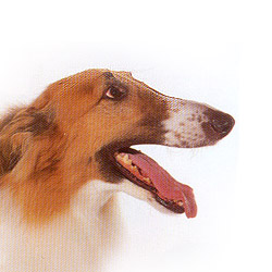 Borzoi