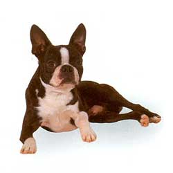 Boston Terrier 