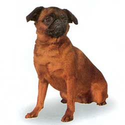 Brussels Griffon 