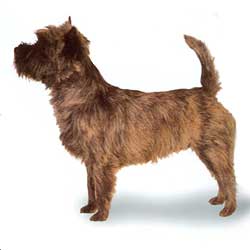 Cairn Terrier 